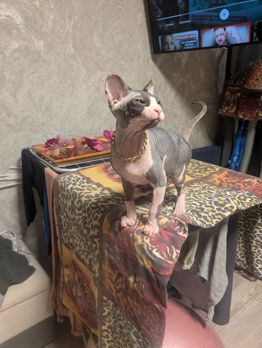 Прода кота сфінкса