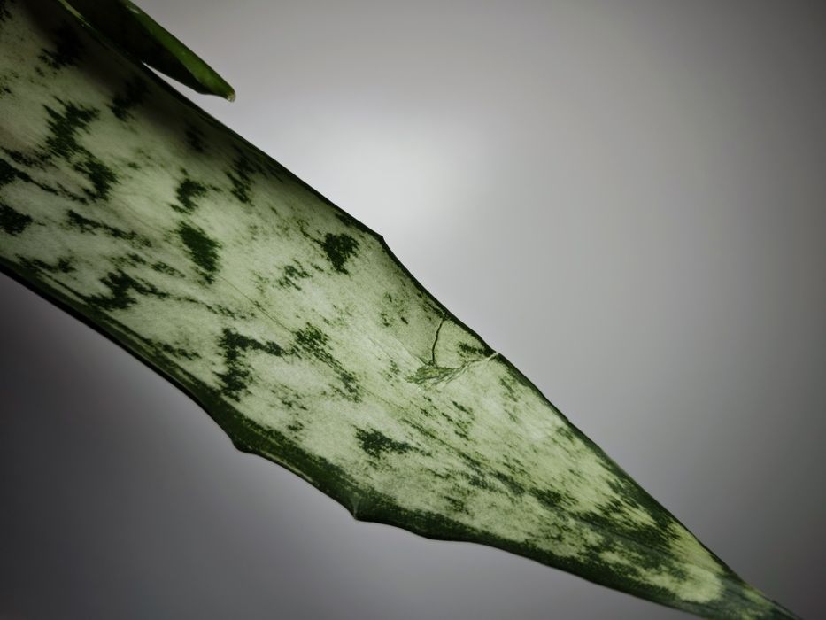 Sansevieria Heart Path