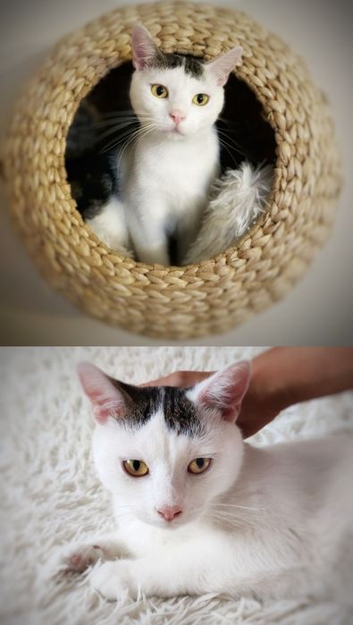 Żywa przytulanka szuka dobrego domu :)