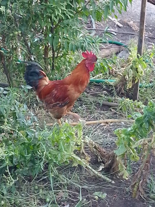 Vendo galo pra mudar de Capoeira
