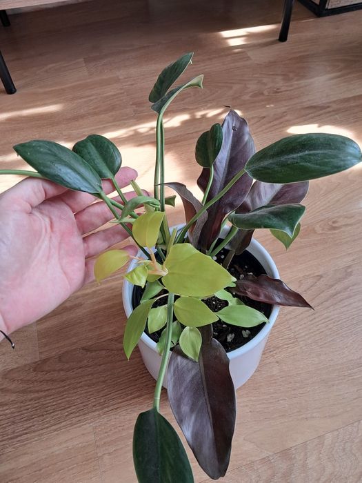 Philodendron, filodendron