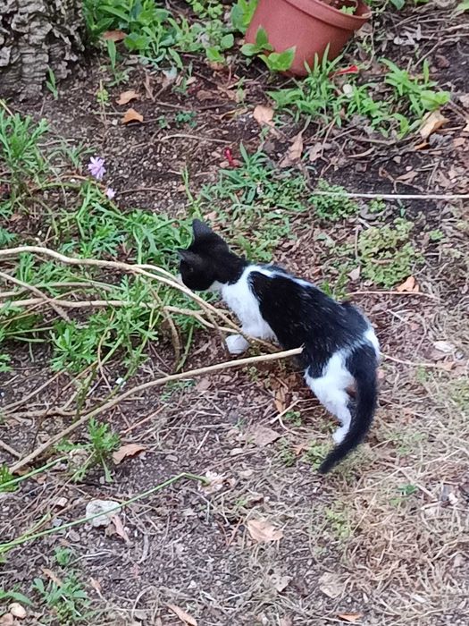 Gatinhos para adocao