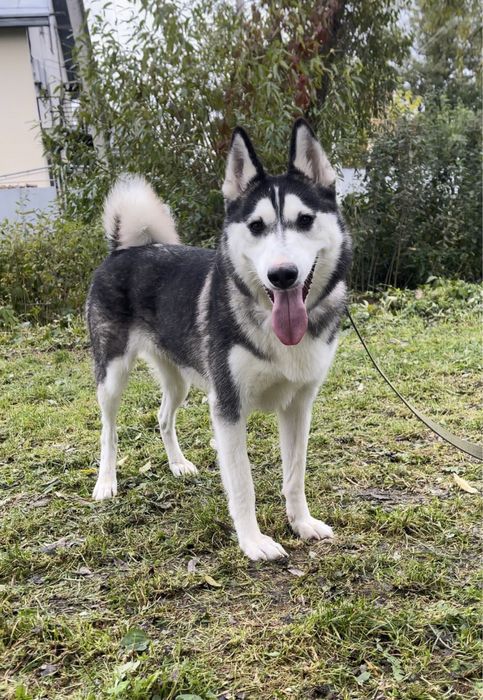 Віддам у добрі руки лайку , вік 1 рік