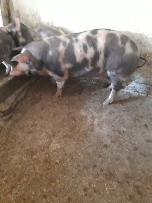 Tuczniki  na własne wyroby