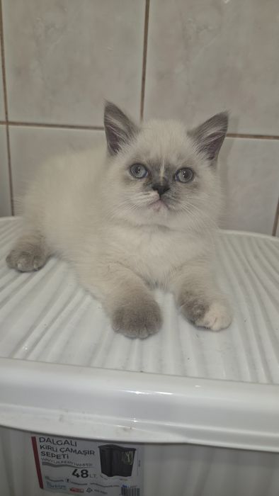 продам котят шотландсих