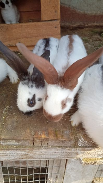 Продам НСВ кроликів