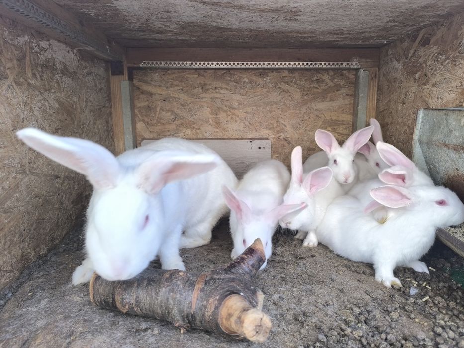 Кролики молодняк