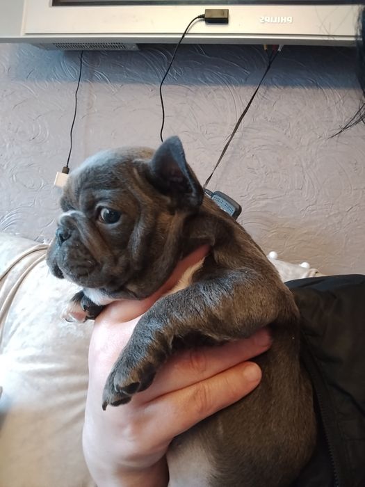 Голуба дівчинка французького бульдога