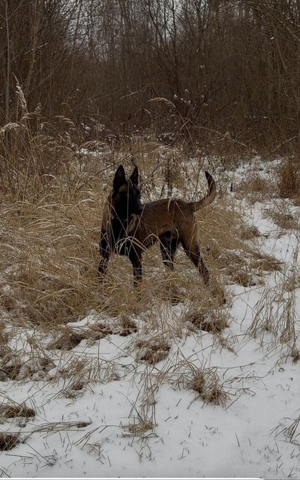 Малінуа. Бельгійська вівчарка