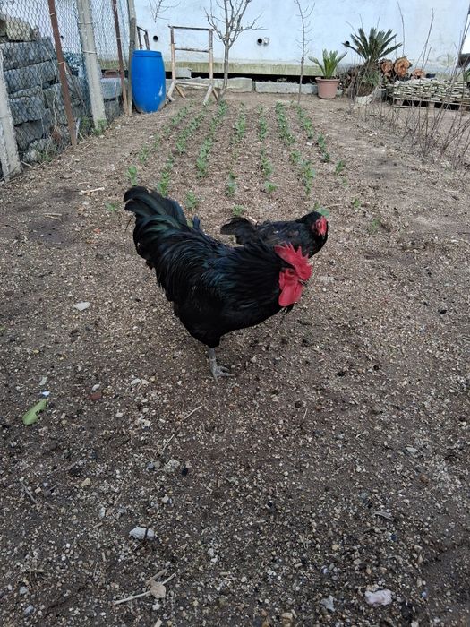Ovos Branca Portuguesa