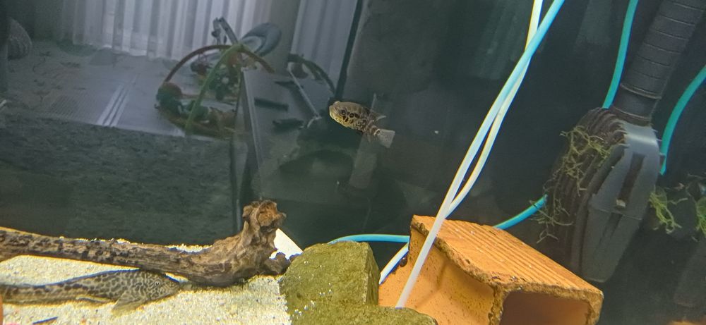 Ciclídeo Jaguar (Parachromis managuensis)
