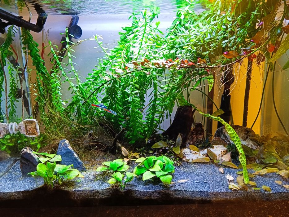 Akwarium optiwhite 80 l.
