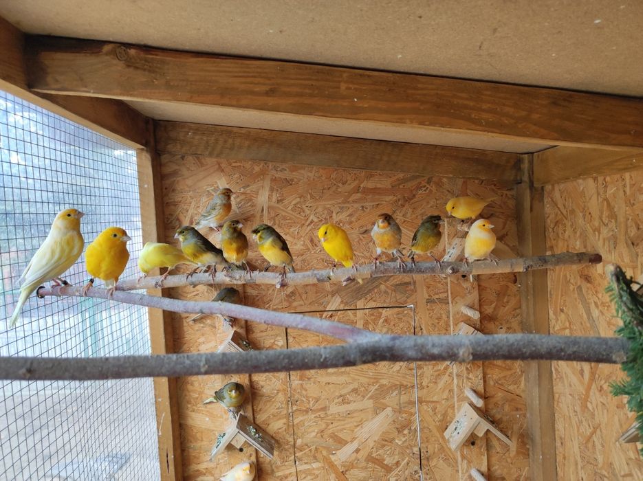 Kanarki samce z woliery zewnętrznej