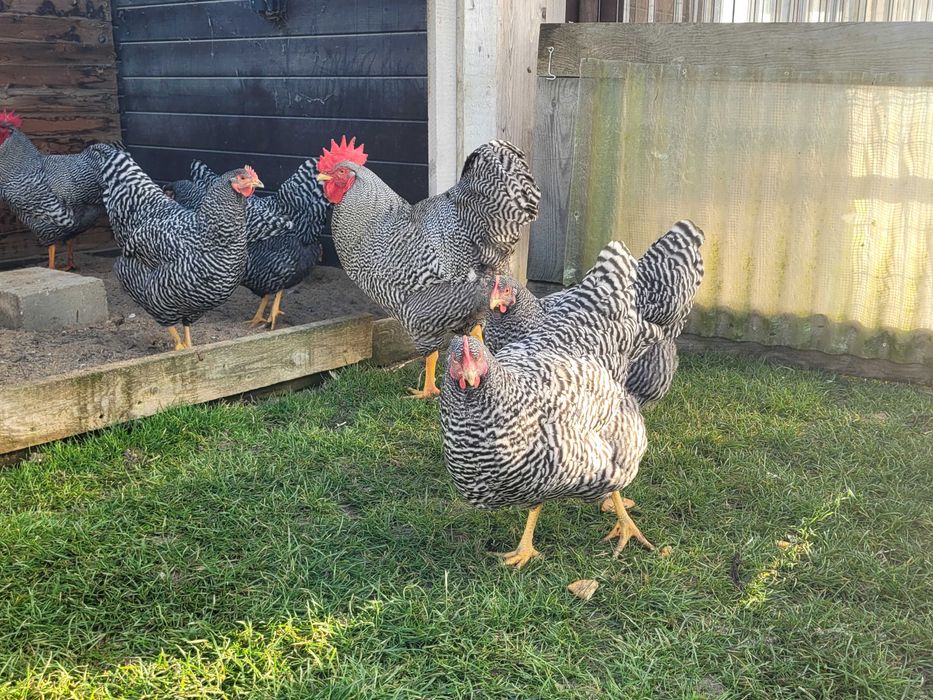 Amrock jaja lęgowe zapisy na rok 2026