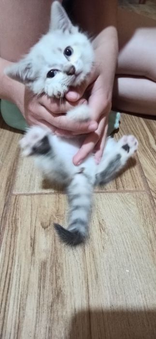 Кошенята дівчата