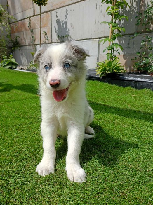 Piesek Border Collie blue merle