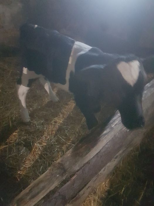 Теличко від гарної корови на утримання