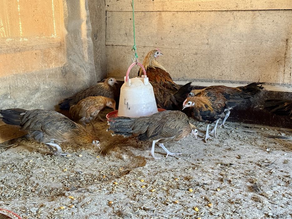 Feniks Feniksy Kogut Kura