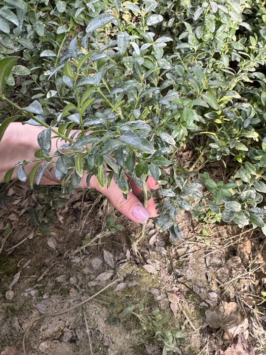 Саджанці самшиту