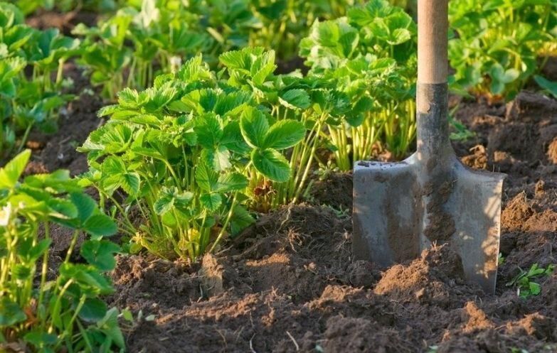 Саджанці полуниці різних сортів та періодів дозрівання!