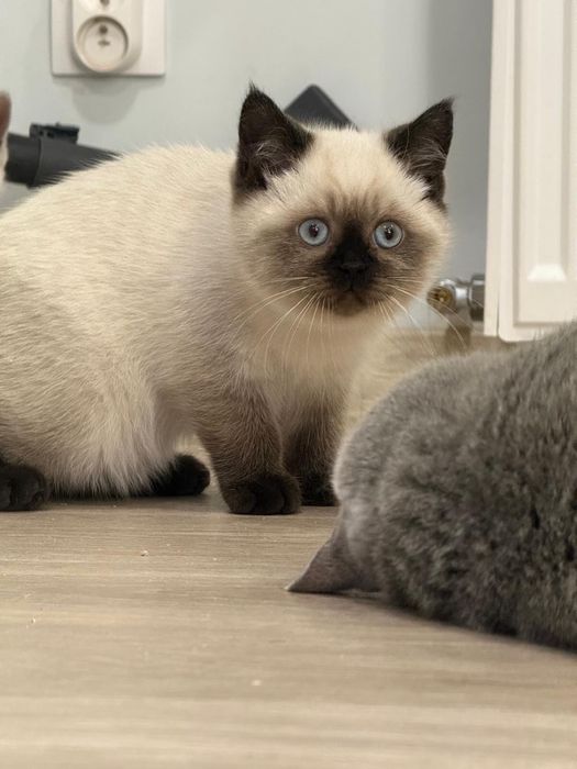 Kot brytyjski kotka brytyjska point do odbioru