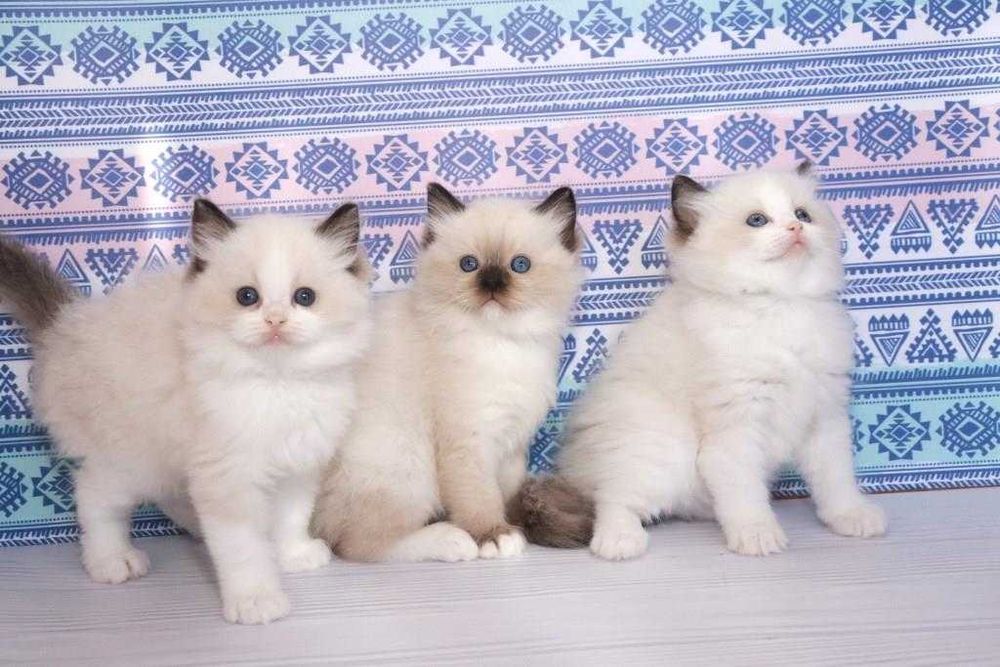 Чудові кошенятка регдол-блакитноокі)