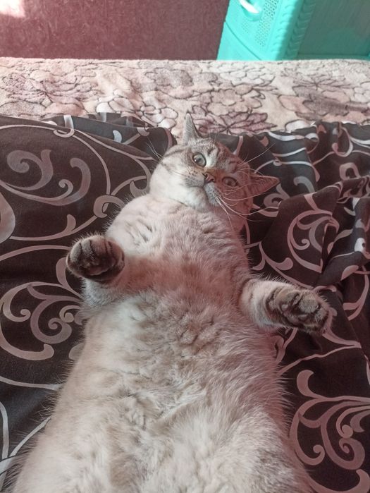 Британський кіт шукає дівчинку