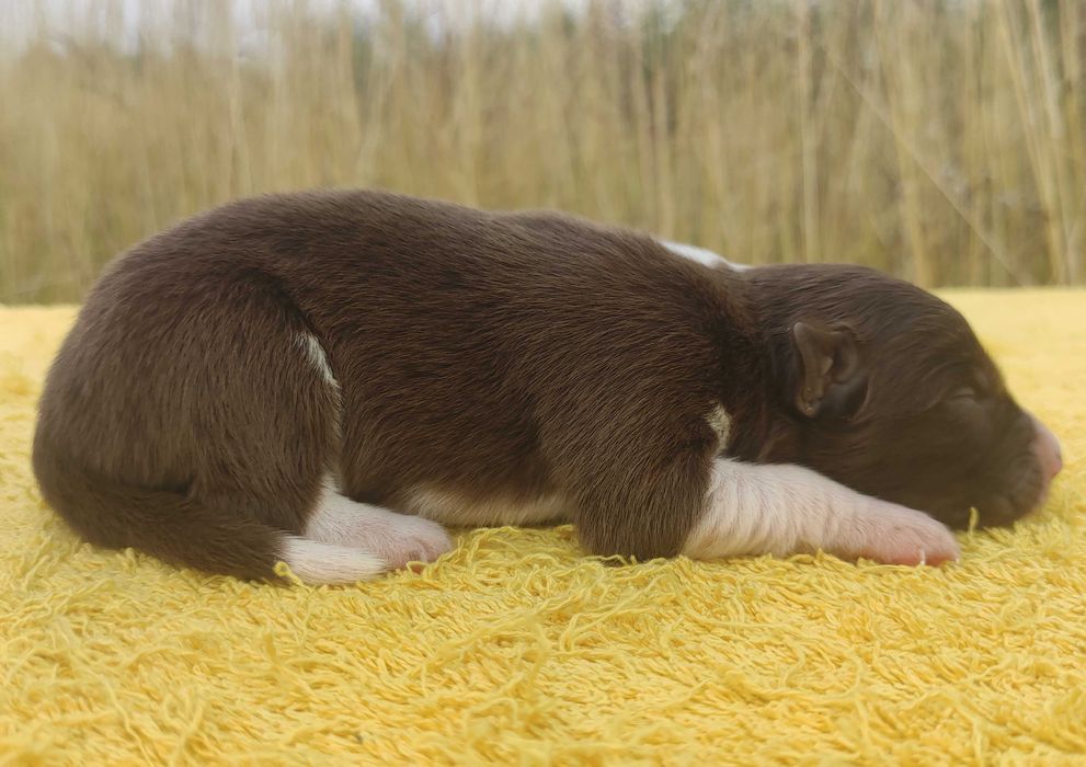 Piękny czekoladowy BORDER COLLIE z pełną dok. super rodzice - przebadani