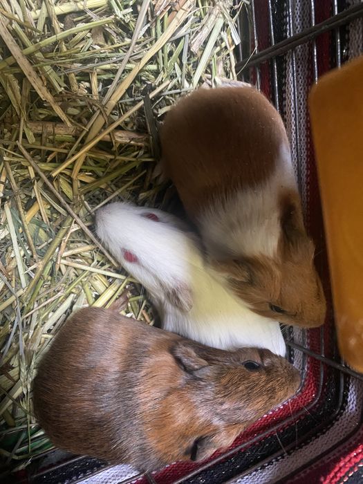 Морские свинки (От 1 месяца) ручные | Все для домашних животных