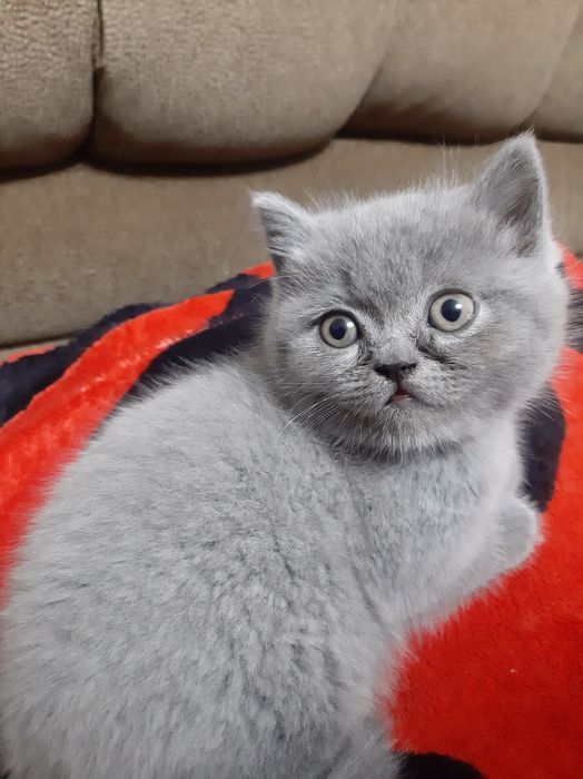 Продам кошенят шотландської породи