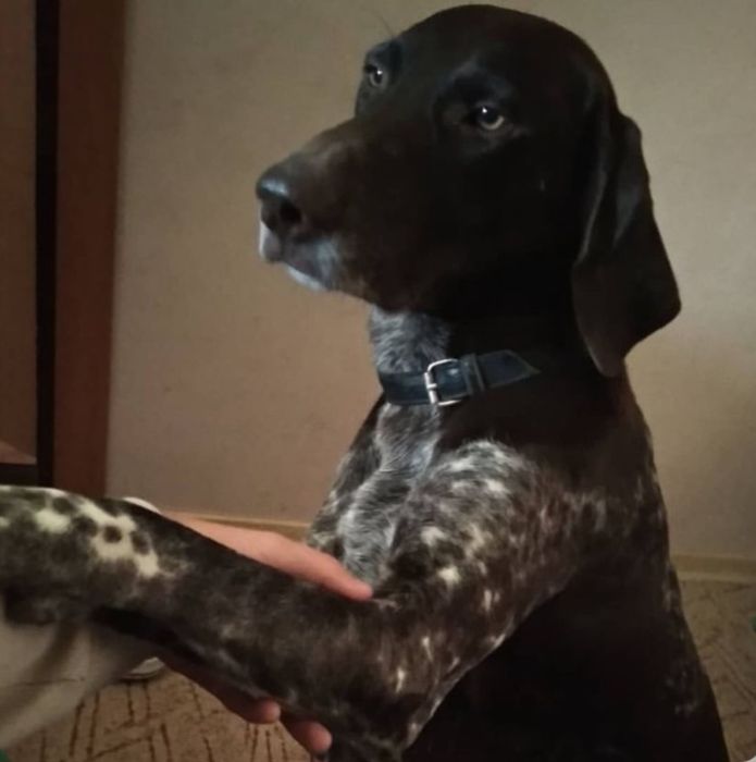 Отдам даром в добрые руки собаку породы Куцхаар