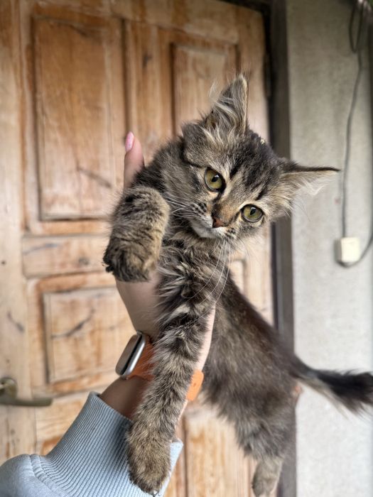 Віддам в добрі руки. Терміново