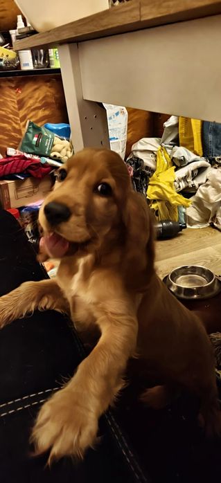 Cocker Spaniel suczka 4 miesiace