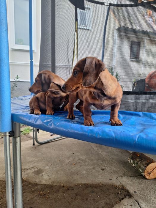 Такса Чистокровні цуценята мраморної такси