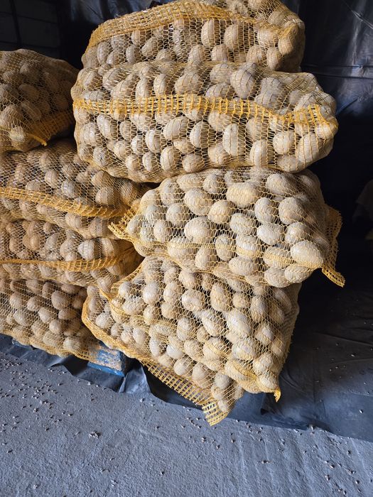 Ziemniaki Soraya Lord kal.35-50 jak sadzeniaki