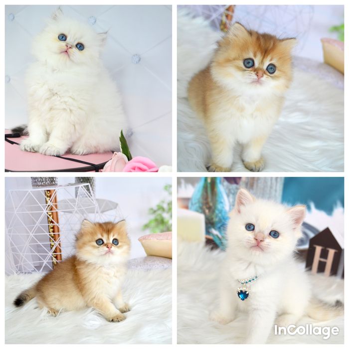 Британские котята золотая шиншилла/золота шиншила/поинт