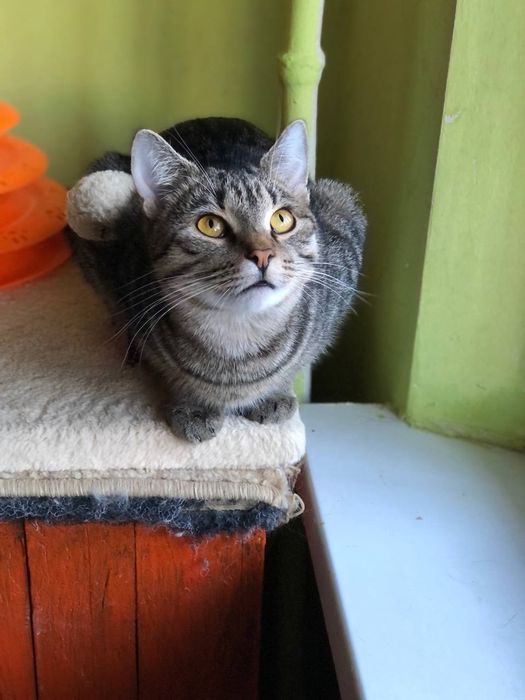 Кошечка 7 месяцев бесплатно