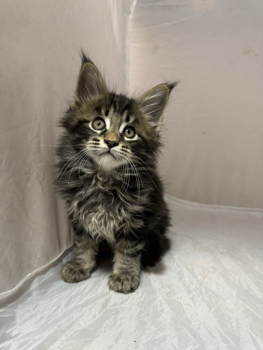 Мейн Кун девочки