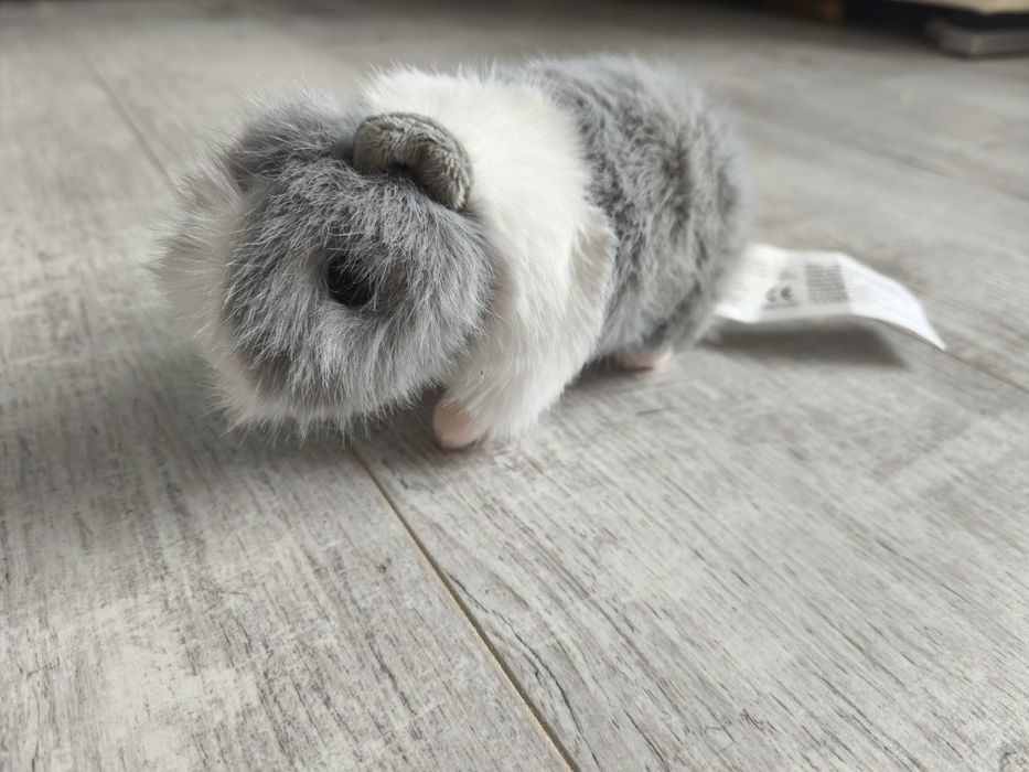 Świnka morska zabawka, pluszak, maskotka ,nowa, pluszowa US Teddy