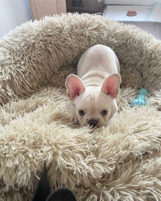 Щенки французского бульдога нежный окрас крем!