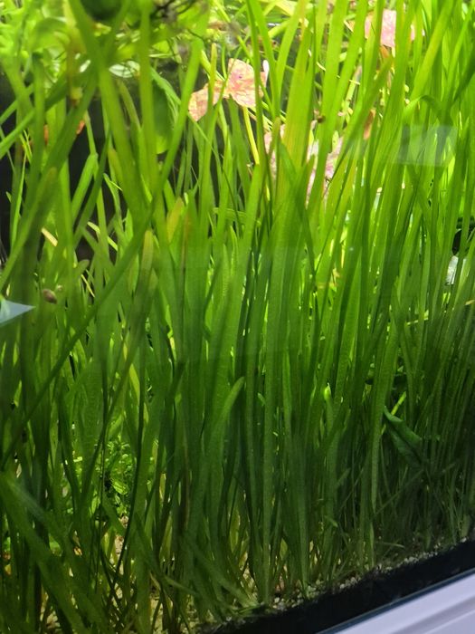 Trawa nurzaniec rośliny akwariowe