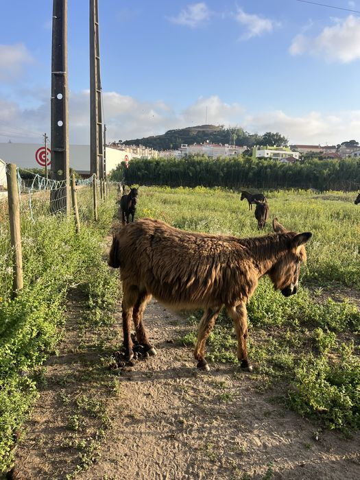 Burra mirandesa mansa
