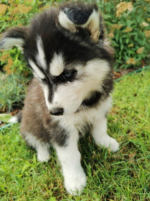 Szczeniaki Syberian Husky ur 25.05  gotowe do odbioru!