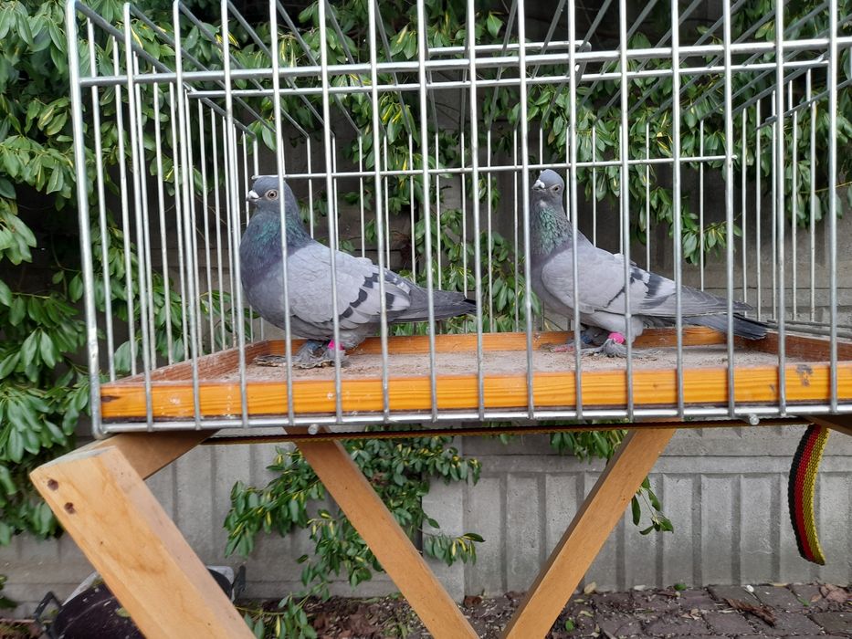 Blauwindry Siwki Staluchy Łapciate