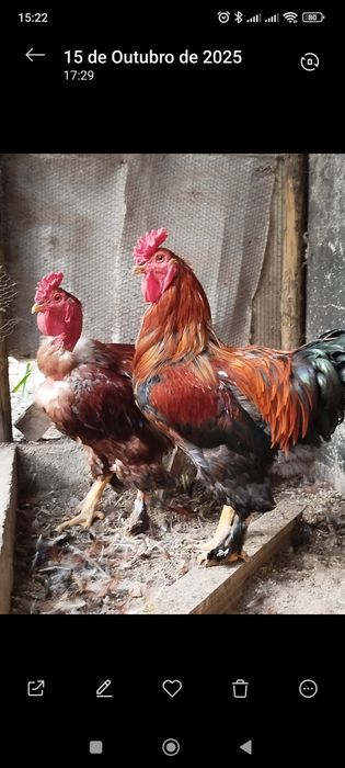 Vendo  galos do campo