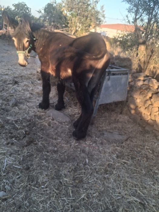 Parelha de Burro mirandes e burra