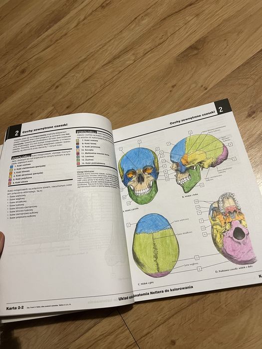 anatomia nettera do kolorowania