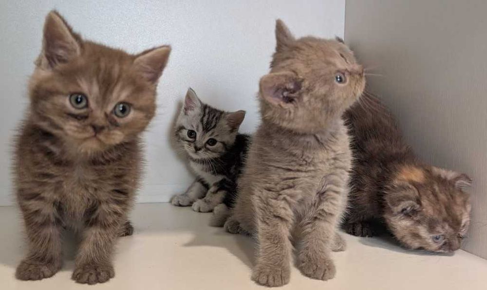 Кошенята Шотландці