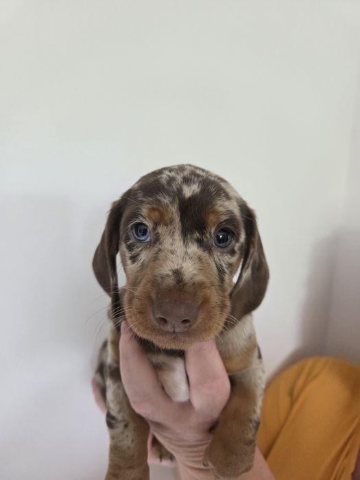 Piesek jamnik choco merle