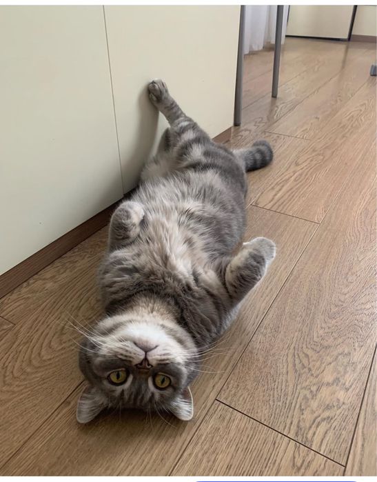 Подарю кошечку..